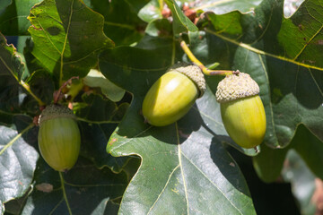 Acorn growing on an oak tree during summer