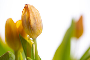 Tulpen Blumen Frühling - 769540851
