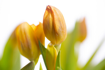 Tulpen Blumen Frühling - 769540874