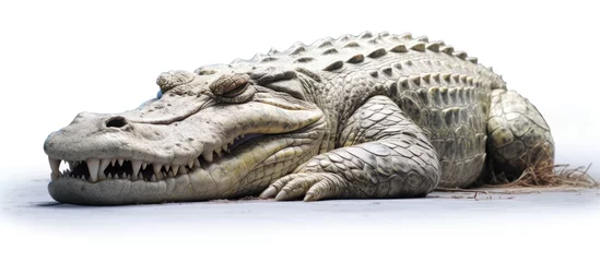Rucksack crocodile sleep and open his mouth .isolated on white photo - realistic, ultra sharp, simplicity © dheograft