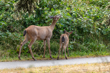 Naklejka na ściany i meble Momma deer spotted in Ecola State Park in Oregon Coast, early in the morning, walking with her baby 