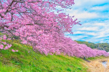 桜と菜の花の共演がとても神秘的な光景で美しい