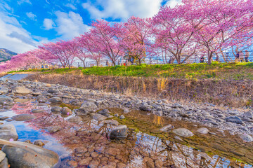 川に反射した桜並木が美しすぎた
