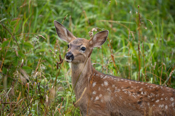 Naklejka na ściany i meble Baby deer with white dots spotted in Ecola State Park in Oregon Coast, early in the morning