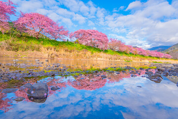 川に反射した桜並木が美しすぎた