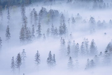 Forest drowned in morning fog
