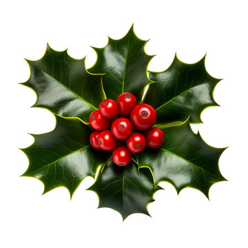 Christmas Holly isolated on transparent background