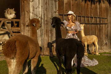 Beautiful young happy woman with cute alpacas on a spring day at the alpaca ranch. Pretty cowgirl with alpacas.