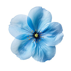 clear blue flower isolated on transparent background