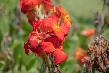Achira ornamental Canna indica Flower in an outdoor park in Peru during a sunny day