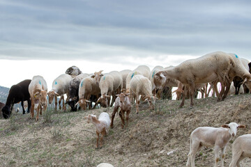 Fototapeta premium Flock of sheep grazing on a hill