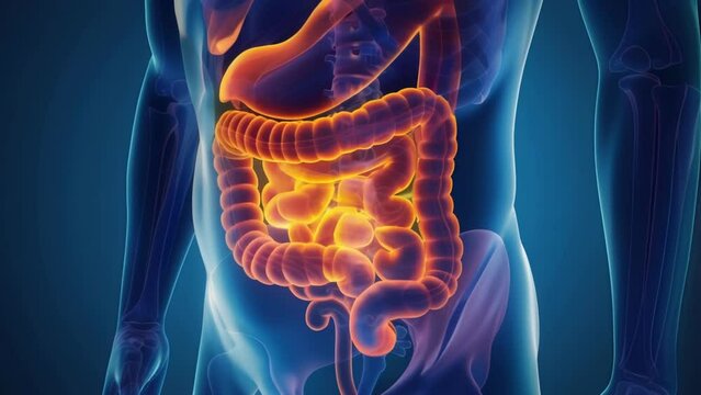 The bodys bowel and digestive system are on full display in this radiology image highlighting the important role it plays in overall health.