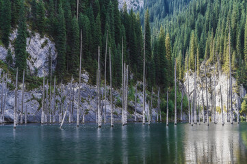 amazing Kaindy Lake in the Tien Shan mountains in Kazakhstan in summer. A mysterious lake with a sunken fir forest
