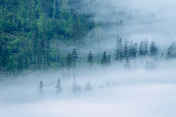 Misty mysterious forest in fog