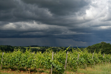 Fototapeta na wymiar Ciel orageux avec gros nuage et paysage viticole 