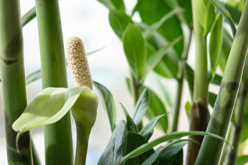 Fototapeta premium Zamioculcas flower bloomed close-up. Minimalistic ZZ plant flower growing from stems. Blooming exotic plant. Symbol of good luck. Selective focus