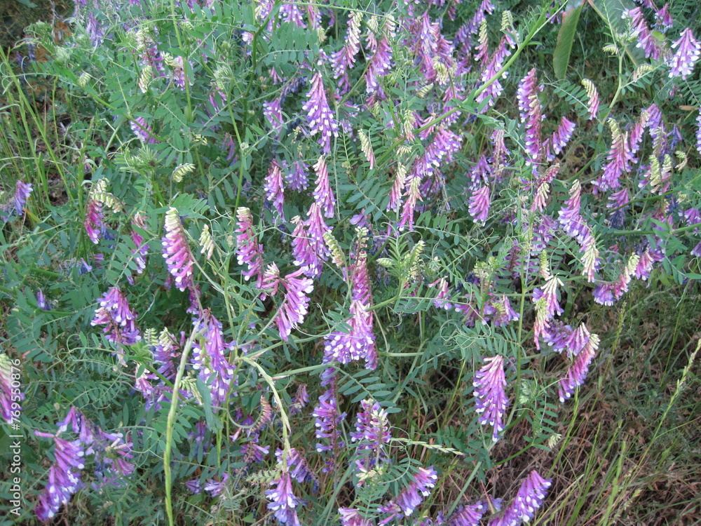 Sticker hairy vetch