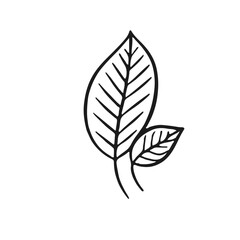 Leaf vector