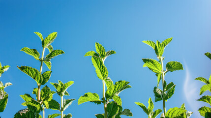 Cluster of Green Leaves Against Blue Sky