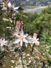 beautiful mediterranean flower