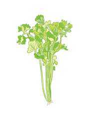 Fresh pium graveolens linn celery vegetable