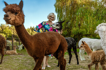 Beautiful happy senior woman walks with cute alpacas on a spring day. Alpaca therapy.