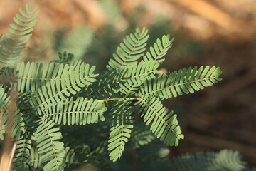 Prosopis tree leaves closeup. Nature background.