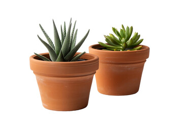 Two Potted Plants Placed Next to Each Other