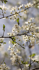 White blossom in spring