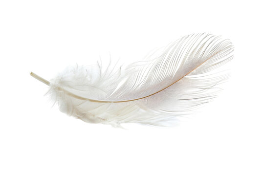Fototapeta White Feather on White Background