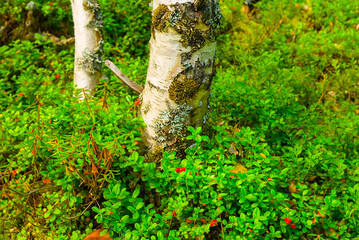 closeup birch tree growth on a forest glade with berries