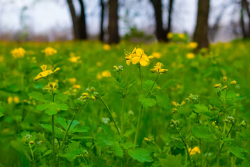 closeup green forest glade with flowers