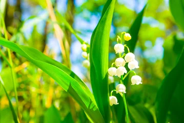 Fototapeten closeup wild lily of the valley flowes on forest glade © Yuriy Kulik