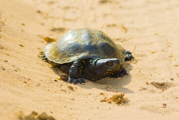 closeup turtle crawling on a sand