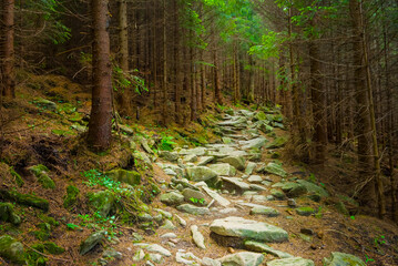 stony road through the mountain fir forest