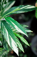 Alpinia galanga or SynonymA sanderae, Variegated Shell Ginger or ZINGIBERACEAE or Alpinia sandrerae