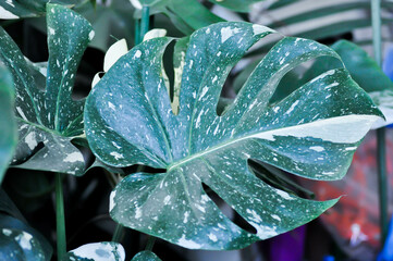 monstera thai constellation or Monstera, Hurricane plant or Swiss cheese © jobrestful