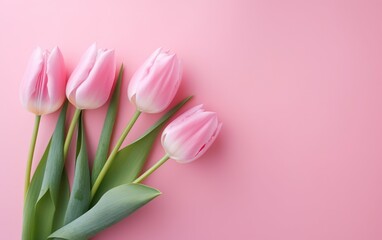 pink tulips against a pink background