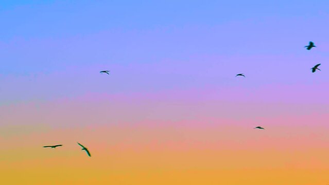 Migratory Birds Flying In Epic Twilight - Low Angle Shot