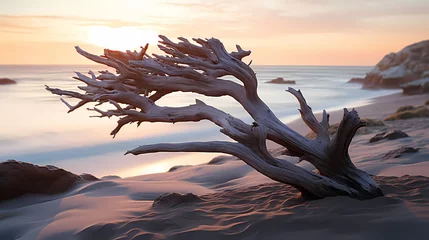 Foto op Plexiglas Rough tree trunk in desert landscape © Derby