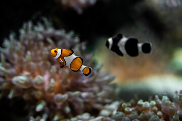 Nemo fish in an aquarium with corals