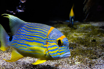Close up of a Sailfin snapper fish or blue-lined sea bream. Symphorichthys spilurus species living in eastern Indian Ocean and the western Pacific Ocean and Western Australia Great Barrier Reef.