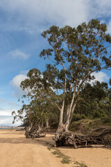 Fototapeta na wymiar A serene beach landscape with tall trees, exposed roots, sandy ground, and a partly cloudy sky.