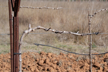 Vine stock after winter pruning. Vine branch attached to a trellis during the dormant season....