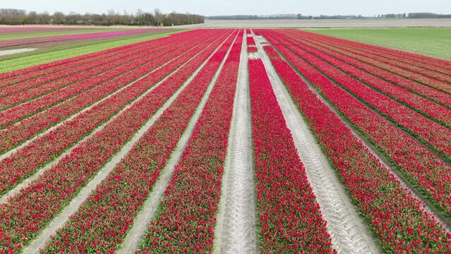 endless fields with red tulips video. flees backwards and ever higher