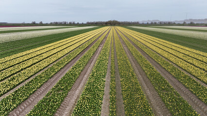 Fototapeta na wymiar yellow tulip fields in spring in the netherlands dronehoto