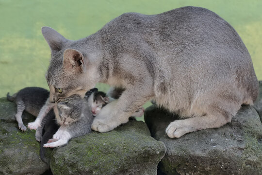 A female cat is breastfeeding her newborn babies. This mammal, which is often used as a pet, has the scientific name Felis catus.