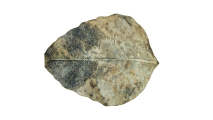 Dried leaf on transparent background