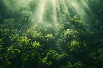 Fototapeten Aerial view of a tropical rainforest during sunrise © grey