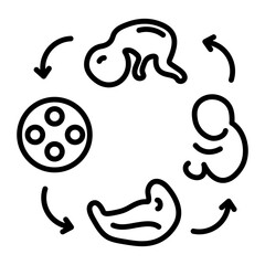 Ready to use line icon of embryo development 